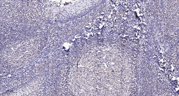 EDEM2 antibody