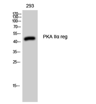 PKA II alpha reg antibody