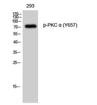 PKC alpha (phospho-Tyr657) antibody