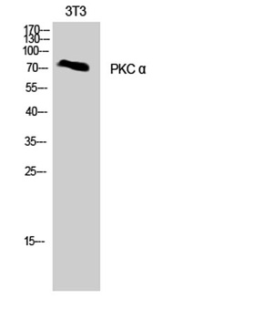 PKC alpha antibody