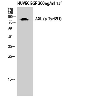 Axl (phospho Tyr691) rabbit pAb
