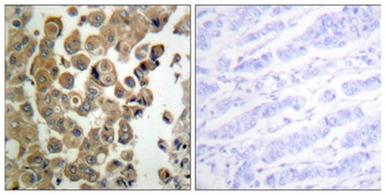 PKC δ (phospho Thr507) rabbit pAb Antibody