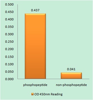 PKC δ (phospho Tyr52) rabbit pAb