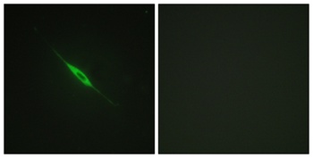 PKC δ (phospho Tyr52) rabbit pAb Antibody