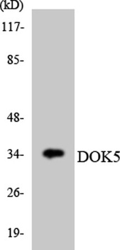 Dok-5 rabbit pAb Antibody