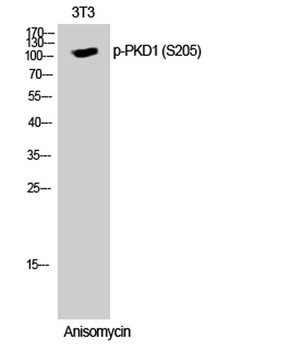 PKD1 (phospho-Ser205) antibody