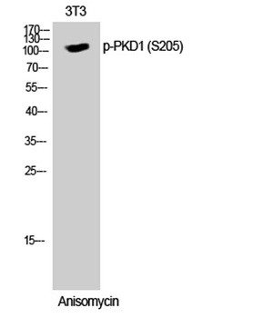 PKD1 (phospho Ser205) rabbit pAb