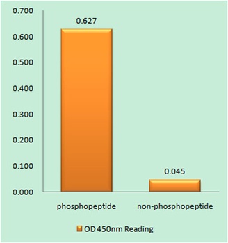 PKD1 (phospho Ser205) rabbit pAb Antibody