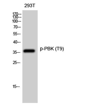 PBK (phospho-Thr9) antibody