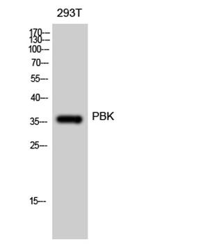 PBK antibody