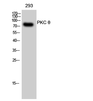 PKC Theta antibody