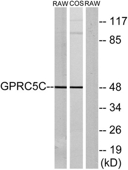 GPRC5C antibody