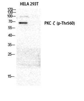 PKC zeta (phospho-Thr560) antibody