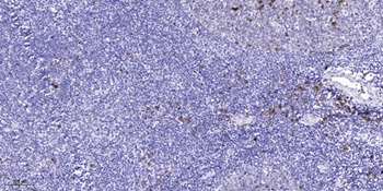 cGKII (phospho Ser126) rabbit pAb