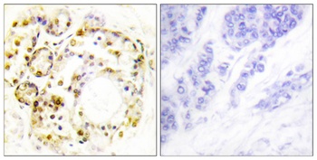 ERK 3 (phospho Ser189) rabbit pAb