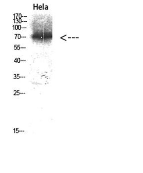 ERK 3 antibody