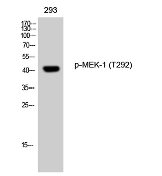 MEK-1 (phospho-Thr292) antibody