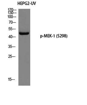 MEK-1 (phospho Ser298) rabbit pAb