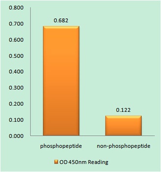 MEK-1 (phospho-Thr286) antibody