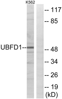 UBPH antibody