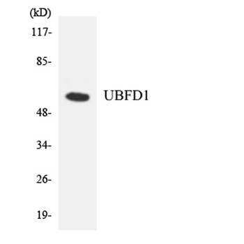 UBPH rabbit pAb Antibody