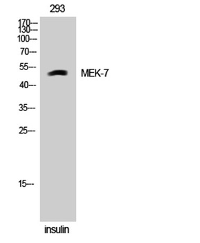 MEK-7 antibody