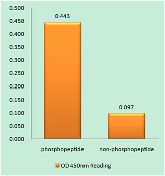 PKR (phospho Thr258) rabbit pAb