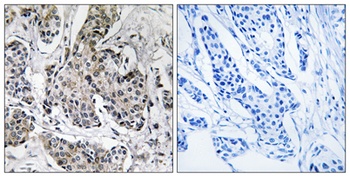 PRKX antibody