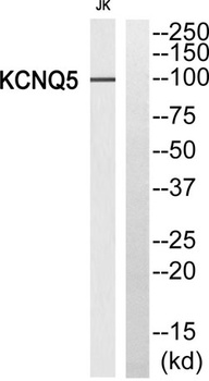 KCNQ5 antibody
