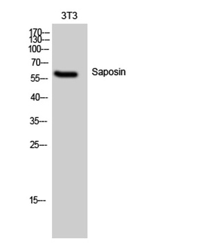 Saposin antibody