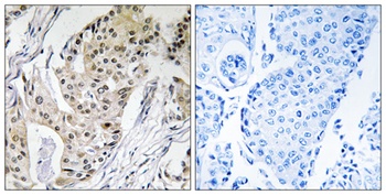DNA pol ε 4 rabbit pAb