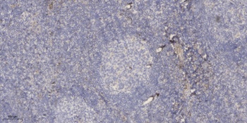 PSG3 rabbit pAb