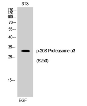20S Proteasome alpha3 (phospho-Ser250) antibody