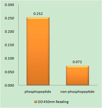 SphK2 (phospho Thr614) rabbit pAb