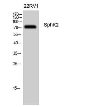 SphK2 rabbit pAb