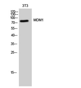 MDM1 antibody