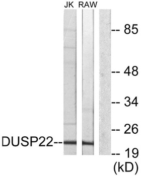 VHX antibody