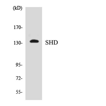 Shd rabbit pAb Antibody