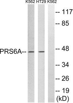 PSMC3 antibody