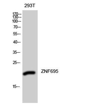 ZNF695 rabbit pAb