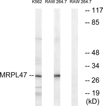 MRP-L47 antibody