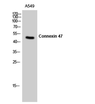 Connexin 47 rabbit pAb