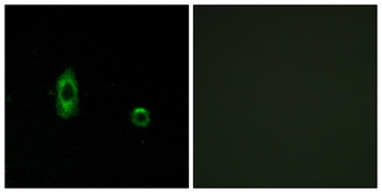 Connexin 47 rabbit pAb Antibody