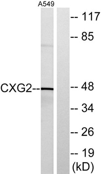 Connexin 47 rabbit pAb Antibody