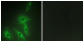 AS250 antibody