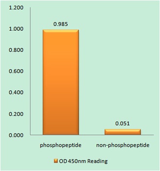 Bad (phospho-Ser134) antibody