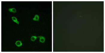 EP3 antibody