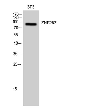 ZNF287 rabbit pAb