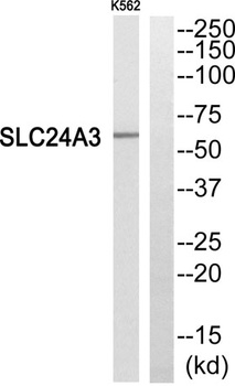NCKX3 rabbit pAb Antibody