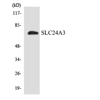 NCKX3 rabbit pAb Antibody